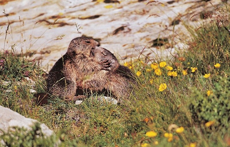 mercantour marmotte