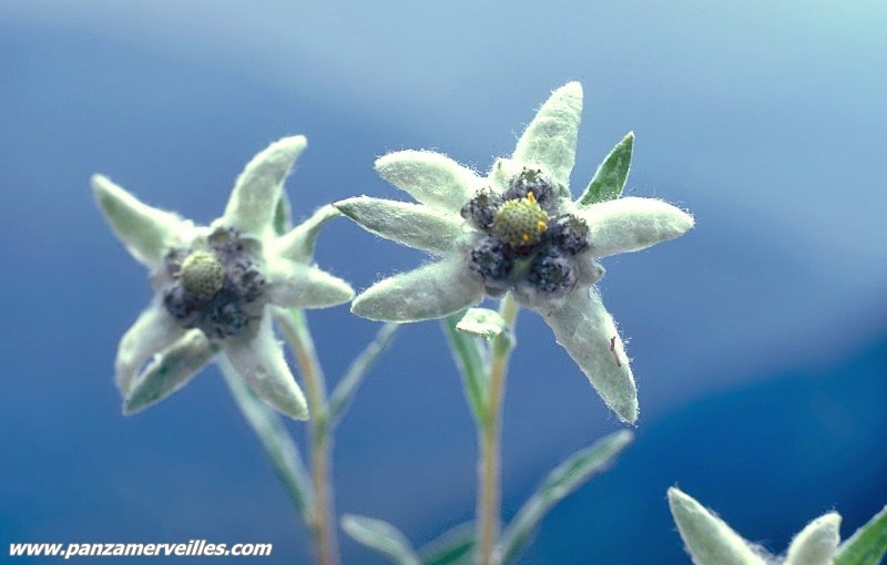 edelweiss mercantour