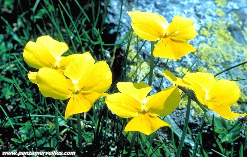 fleur vallée des merveilles