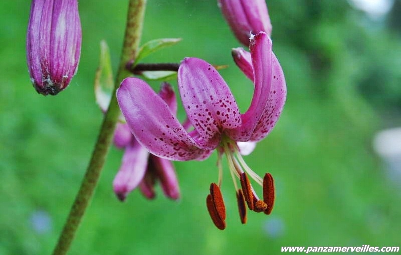 flore parc du mercantour