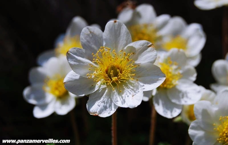 flore vallée des merveilles