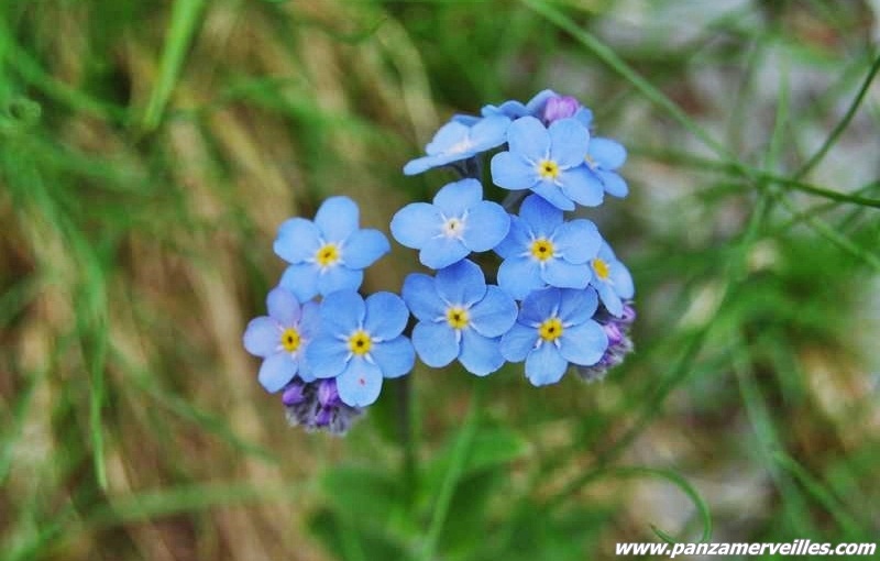 myosotis parc mercantour