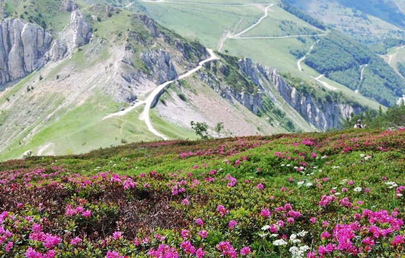 rhododendron col de tende