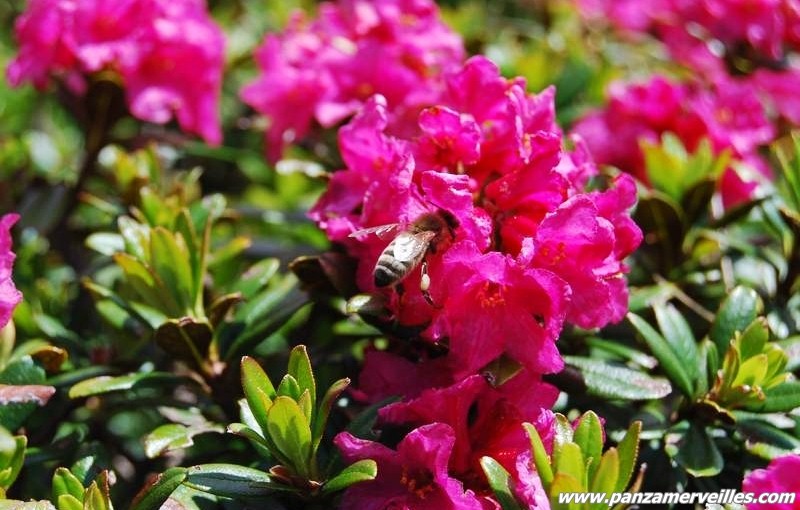 rhododendron mercantour