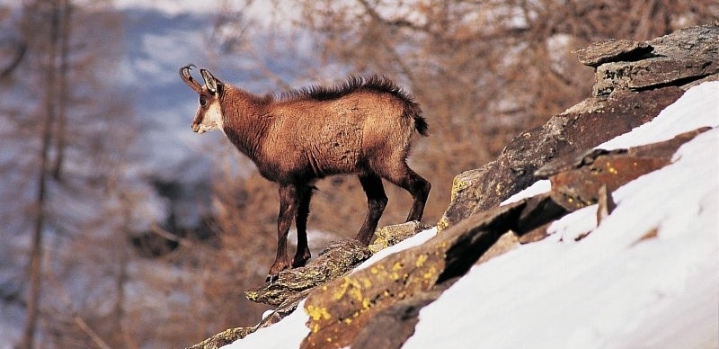 chamois vallee des merveilles