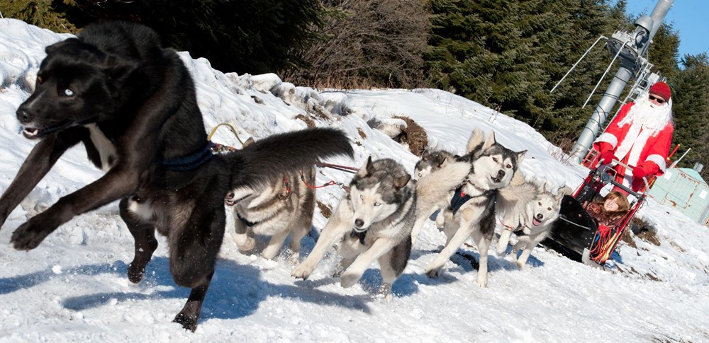 chien traineaux casterino