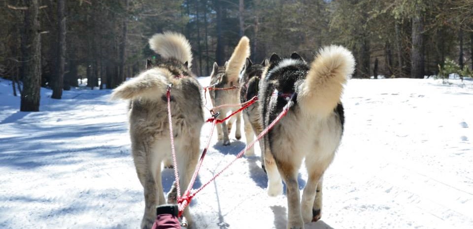 chien de traineau casterino