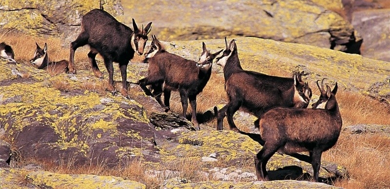 chamois vallee des merveilles