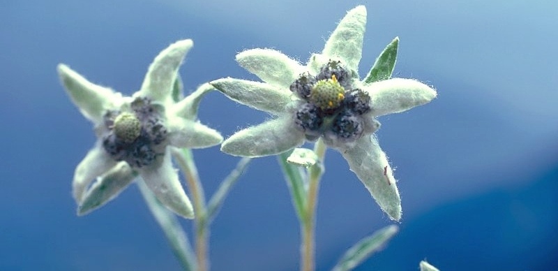 edelweiss vallee des merveilles