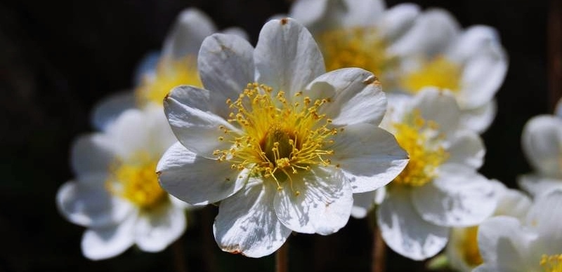 flore vallee des merveilles