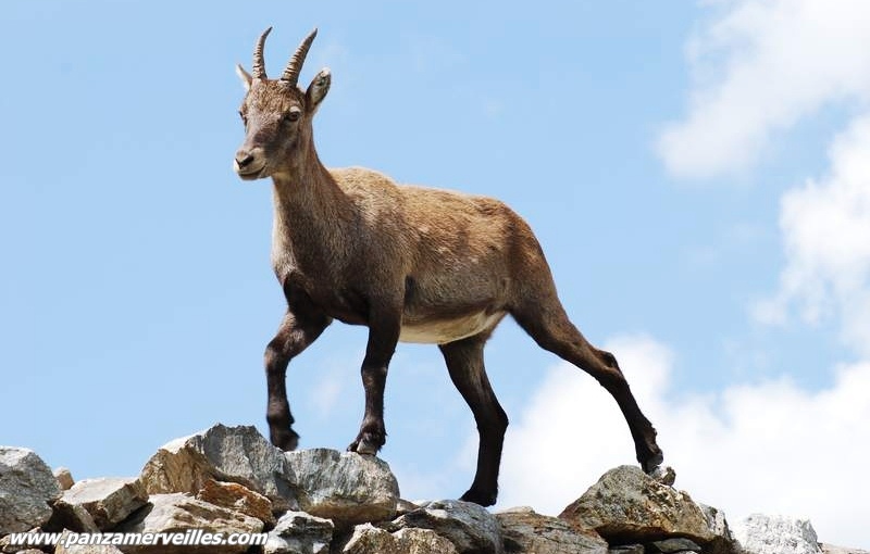 animaux mercantour