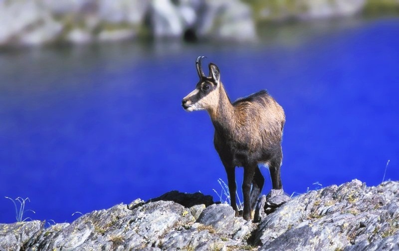 chamois parc mercantour