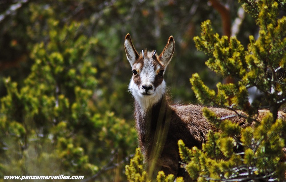 chamois vallee des merveilles