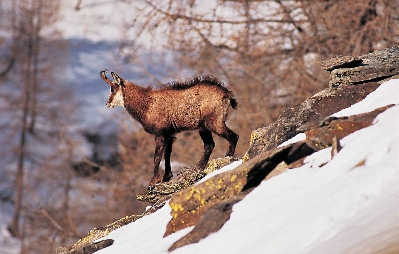 chamois vallee merveilles