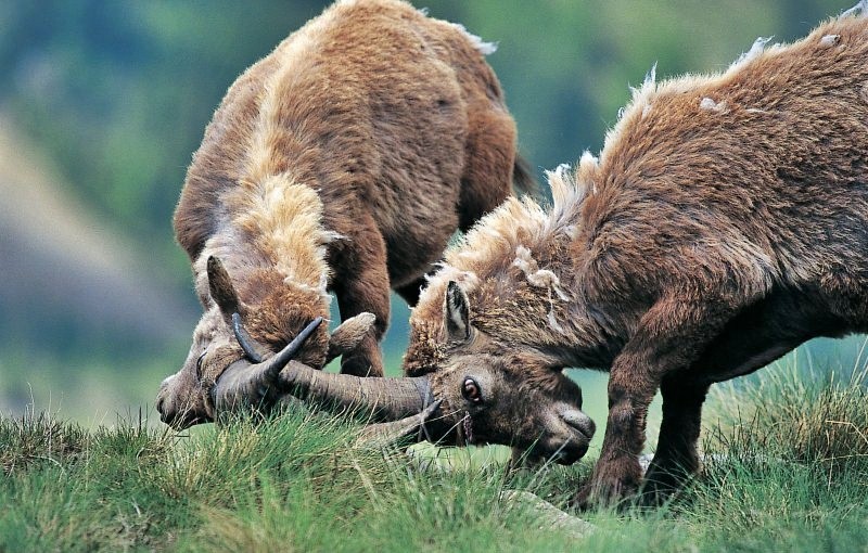 faune parc mercantour