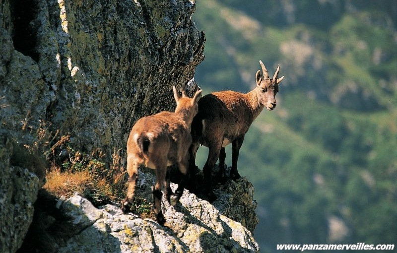 faune parc national mercantour