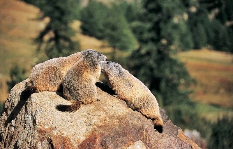 marmotte mercantour