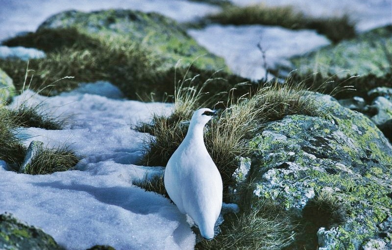 oiseaux mercantour