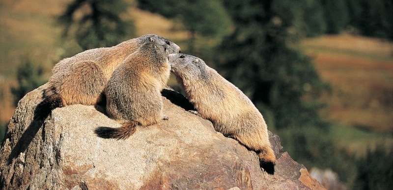marmottes vallee des merveilles
